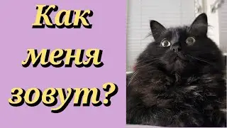 Как зовут нашу кошку? В немецкой деревне. Украинцы в Германии