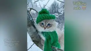 САМЫЕ СМЕШНЫЕ КОТЫ И СОБАКИ 🐱😻🐶ГОВОРЯЩИЕ КОТЫ 😺 