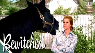 Samantha Turns A Horse Into A Human | Bewitched