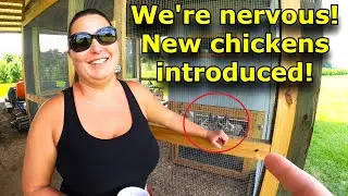 Introducing new chickens to an established flock! Nerve racking!! #793
