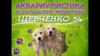 зоовет