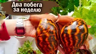 The snail went into hibernation | snails