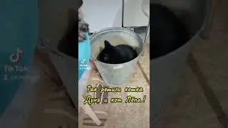 Две кошки и один кот# Где кому нравится ?# Замечательные кошки#