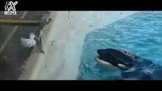 Clever Animals - Schlaue Tierwelt !!