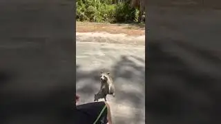 Greg the coon #animals #racoons #wildlife #animallover #pets
