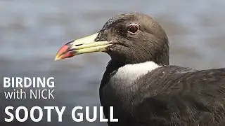 Sooty Gull Successful Search
