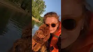 #юмор #пудель #любовькживотным #тойпудель #мальтипу #barbarastreisand #барбариска #barbariskaprinc
