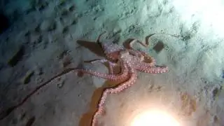 Diving Crete