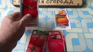 САЖАЛ И БУДУ САЖАТЬ ЭТИ ТОМАТЫ на  2024 год.