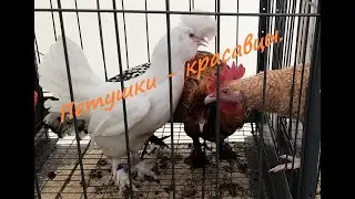 Петушки - красавцы.