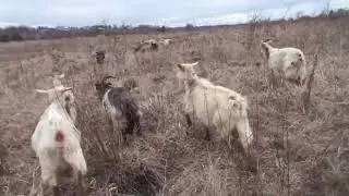Штукенция
