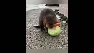 Запасливый бобёр