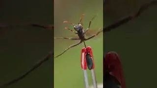 Mud Dauber Sting Pain Test!