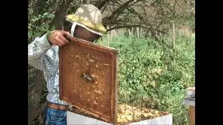 Мёд северных пчёл Тенториум
