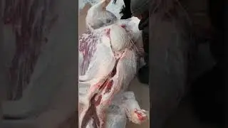 Забой бычка.