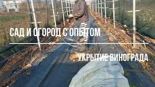 УКРЫТИЕ ВИНОГРАДА НА ЗИМУ/ ОБРАБОТКА ВИНОГРАДА ПЕРЕД УКРЫТИЕМ