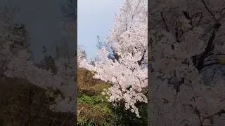 Stunning Cherry Blossom Trees #seoul #southkorea #korea #trees #spring #adventure #travelvlogger