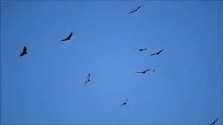 Buitres en vuelo