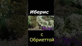 Цветок с ноготок, но как красиво цветут ИБЕРИС с ОБРИЕТОЙ