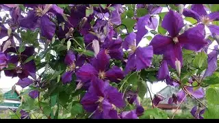 ЭТОТ КЛЕМАТИС ВАС НЕ ПОДВЕДЁТ!! ОБИЛЬНОЕ И ПЫШНОЕ ЦВЕТЕНИЕ ОБЕСПЕЧЕНО!!