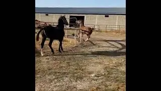 Ат суыту🏇