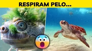 AS TARTARUGARAS RESPIRAM SOB AS ÁGUAS POR UM LUGAR INESPERADO