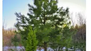 Семена сосны Ламберта купить продажа