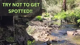Tricky Fishing: Fly Fishing Adventures on the Lerderderg River, Victoria!!