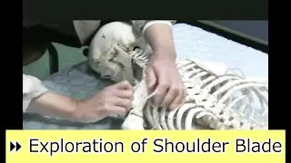 ⏩ Teaching by Handling 4 1 1 Exploration of Shoulder Blade in prone