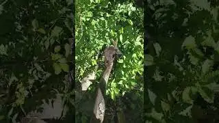 Кавказский кот.  Мост через Закан.