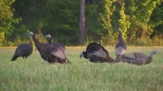 Turkey Hunting The Strut Pasture