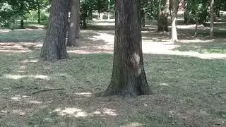 белочка