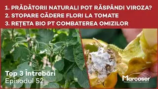 Prădătorii pot Răspândi Viroza? | Stopare Cădere Flori la Roșii | Rețeta Bio pt  Omizi- Top 3 - Ep52