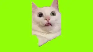 green screen cute cat with surprised face
