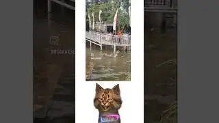 Reaction ‼️ Mancing Buaya #shorts