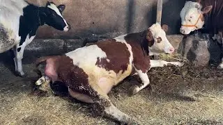 SIMMENTAL COW BIRTH 2024