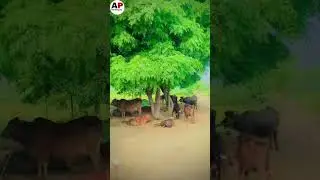 Beautiful view in village life 