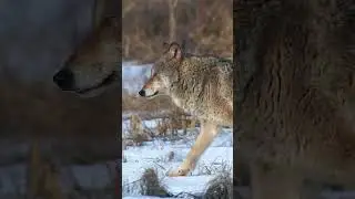 Зимняя сказка.