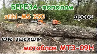 STIHL-MS 290 и береза 77см в диаметре.Дрова.Мотоблок еле выехал.
