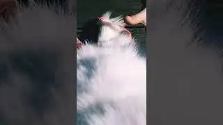Белый кот с голубыми глазами
