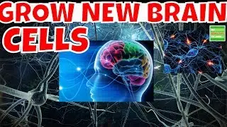 The Many Ways to Grow  New Brain Cells and Stimulate Neurogenesis.