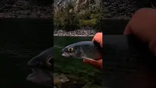 РЫБАЛКА НА ХАРИУСА НА АЛТАЕ #хариус #рыбалканахариуса #grayling #flyfishing #рыбалка #алтай #shorts