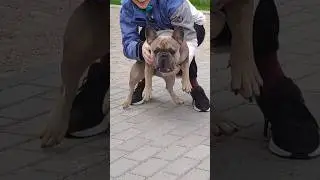 Истерика французского бульдога. В комментарии всë рассказала.