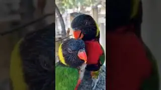 #parrot #funny #animal #youtubeshorts