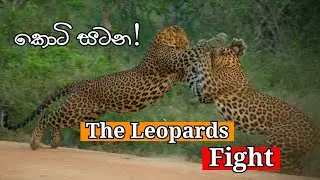 Top1 | Lucas & Michael Big leopard fight over territory | Yala safari kamesh