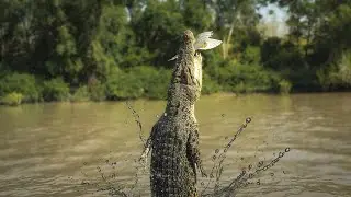 J'ai rencontré le crocodile le plus dangereux du monde (ancecdote de voyage)