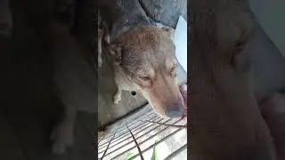 Хороший мухтарчик    #собака #dog #dogs
