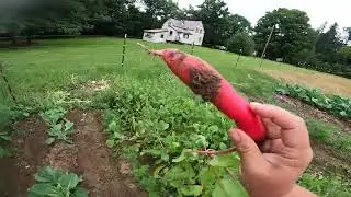 End of July Garden Tour Zone 5a Maine-Part 2 of 3