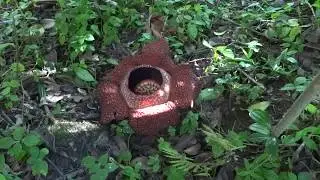 Rafflesia, une des plus grosses fleurs du monde !