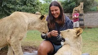 Fun Times With Lions